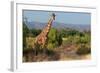 Giraffe Walking across Plain, Kenya-null-Framed Photographic Print