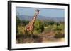 Giraffe Walking across Plain, Kenya-null-Framed Photographic Print