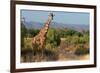 Giraffe Walking across Plain, Kenya-null-Framed Photographic Print