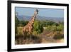 Giraffe Walking across Plain, Kenya-null-Framed Photographic Print