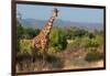 Giraffe Walking across Plain, Kenya-null-Framed Photographic Print