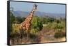 Giraffe Walking across Plain, Kenya-null-Framed Stretched Canvas