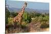 Giraffe Walking across Plain, Kenya-null-Stretched Canvas