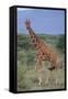 Giraffe Walking on the Savanna-DLILLC-Framed Stretched Canvas