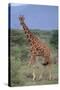 Giraffe Walking on the Savanna-DLILLC-Stretched Canvas