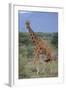 Giraffe Walking on the Savanna-DLILLC-Framed Photographic Print