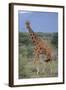 Giraffe Walking on the Savanna-DLILLC-Framed Photographic Print