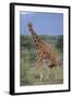 Giraffe Walking on the Savanna-DLILLC-Framed Photographic Print