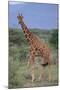 Giraffe Walking on the Savanna-DLILLC-Mounted Photographic Print