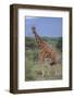 Giraffe Walking on the Savanna-DLILLC-Framed Photographic Print