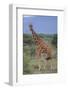 Giraffe Walking on the Savanna-DLILLC-Framed Photographic Print