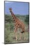 Giraffe Walking on the Savanna-DLILLC-Mounted Photographic Print