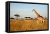 Giraffe Walking through the Grasslands (Masai Mara; Kenya)-Paul Banton-Framed Stretched Canvas