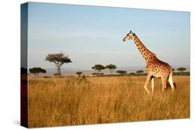 Giraffe Walking through the Grasslands (Masai Mara; Kenya)-Paul Banton-Stretched Canvas