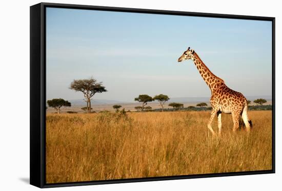 Giraffe Walking through the Grasslands (Masai Mara; Kenya)-Paul Banton-Framed Stretched Canvas