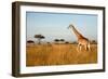 Giraffe Walking through the Grasslands (Masai Mara; Kenya)-Paul Banton-Framed Photographic Print
