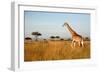 Giraffe Walking through the Grasslands (Masai Mara; Kenya)-Paul Banton-Framed Photographic Print