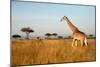 Giraffe Walking through the Grasslands (Masai Mara; Kenya)-Paul Banton-Mounted Photographic Print