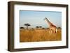 Giraffe Walking through the Grasslands (Masai Mara; Kenya)-Paul Banton-Framed Photographic Print