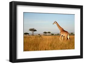 Giraffe Walking through the Grasslands (Masai Mara; Kenya)-Paul Banton-Framed Photographic Print