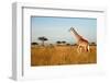 Giraffe Walking through the Grasslands (Masai Mara; Kenya)-Paul Banton-Framed Photographic Print