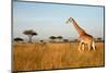 Giraffe Walking through the Grasslands (Masai Mara; Kenya)-Paul Banton-Mounted Photographic Print