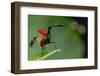 Giraffe weevil Andasibe-Mantadia National Park, Moramanga, Madagascar-Lucas Bustamante-Framed Photographic Print