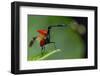 Giraffe weevil Andasibe-Mantadia National Park, Moramanga, Madagascar-Lucas Bustamante-Framed Photographic Print