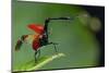 Giraffe weevil Andasibe-Mantadia National Park, Moramanga, Madagascar-Lucas Bustamante-Mounted Photographic Print