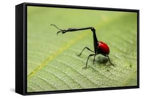 Giraffe Weevil, Madagascar-Paul Souders-Framed Stretched Canvas