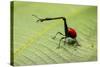 Giraffe Weevil, Madagascar-Paul Souders-Stretched Canvas