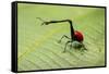 Giraffe Weevil, Madagascar-Paul Souders-Framed Stretched Canvas