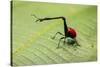 Giraffe Weevil, Madagascar-Paul Souders-Stretched Canvas