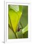Giraffe Weevil, Madagascar-Paul Souders-Framed Premium Photographic Print