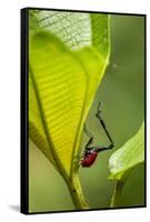 Giraffe Weevil, Madagascar-Paul Souders-Framed Stretched Canvas