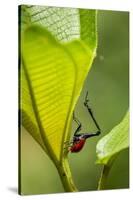 Giraffe Weevil, Madagascar-Paul Souders-Stretched Canvas