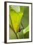 Giraffe Weevil, Madagascar-Paul Souders-Framed Photographic Print