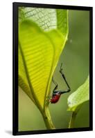 Giraffe Weevil, Madagascar-Paul Souders-Framed Photographic Print