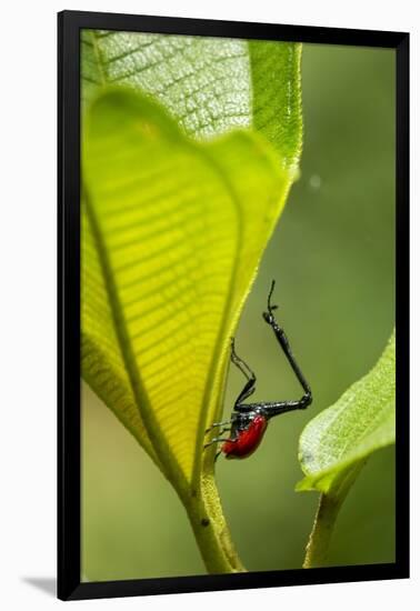 Giraffe Weevil, Madagascar-Paul Souders-Framed Photographic Print