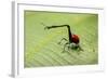 Giraffe Weevil, Madagascar-Paul Souders-Framed Photographic Print