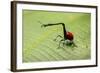 Giraffe Weevil, Madagascar-Paul Souders-Framed Photographic Print