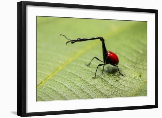 Giraffe Weevil, Madagascar-Paul Souders-Framed Photographic Print