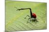 Giraffe Weevil, Madagascar-Paul Souders-Mounted Photographic Print