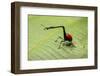 Giraffe Weevil, Madagascar-Paul Souders-Framed Photographic Print