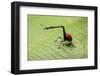 Giraffe Weevil, Madagascar-Paul Souders-Framed Photographic Print