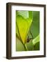 Giraffe Weevil, Madagascar-Paul Souders-Framed Photographic Print