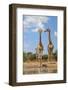 Giraffe - Wildlife from Africa - Looking at Life and Wonder from High Above-Naturally Africa-Framed Photographic Print