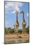 Giraffe - Wildlife from Africa - Looking at Life and Wonder from High Above-Naturally Africa-Mounted Photographic Print
