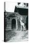 Giraffe with 3 Day Old Baby and Keeper at London Zoo, 1914-Frederick William Bond-Stretched Canvas