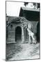 Giraffe with 3 Day Old Baby and Keeper at London Zoo, 1914-Frederick William Bond-Mounted Giclee Print